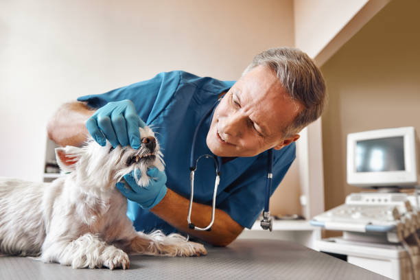 Best Emergency Treatment for Toothache in Ormond Beach, FL